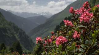 Rosa blühende Alpenpflanze