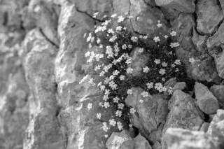 Schwarz-Weiß-Bild von Blümchen in Felswand