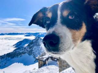 Hund schaut in Kamera mit Schnee und Bergen im Hintergrund