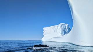 Eine Walflosse ragt aus dem Meer heraus. Im Hintergrund sind Eisblöcke.