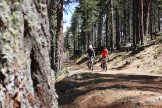 Zwei Radfahrer fahren durch einen Nadelwald bergan